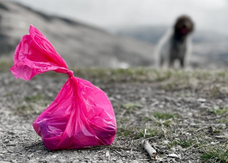 Dog Or Cat Waste