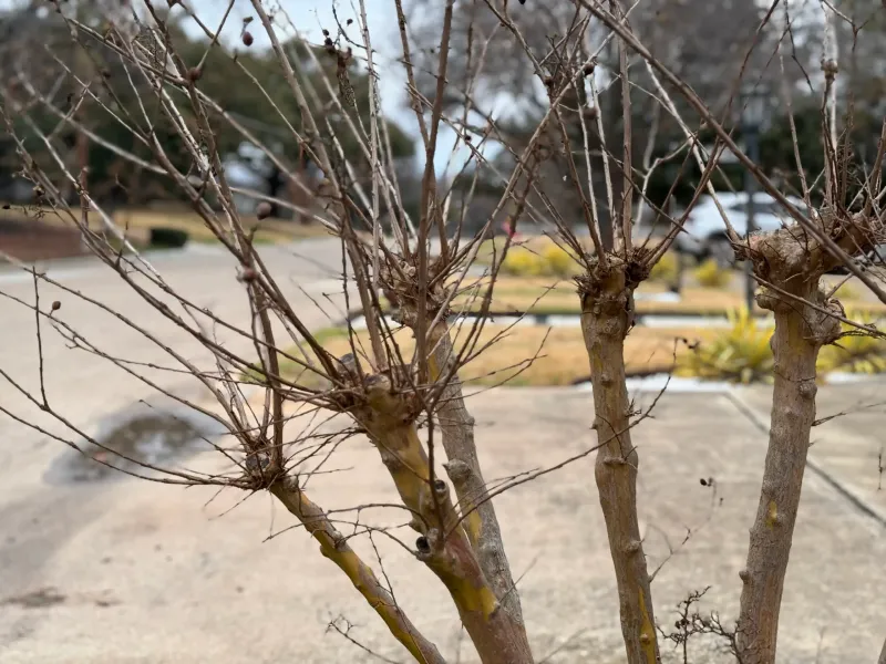 Doing Major Summer Pruning