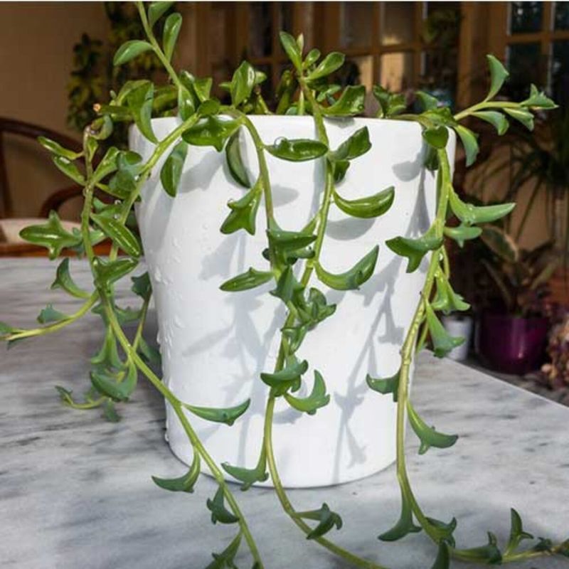 Dolphin Plant