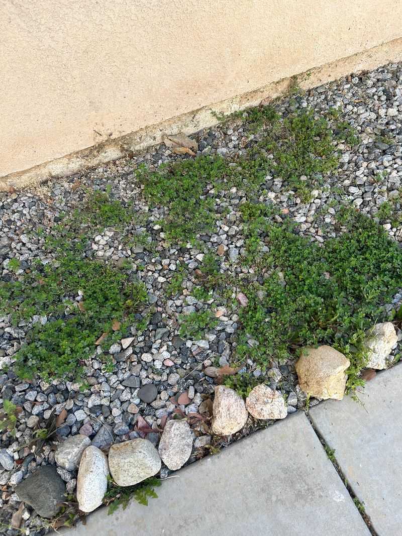 Don't Let One Weed Go To Seed
