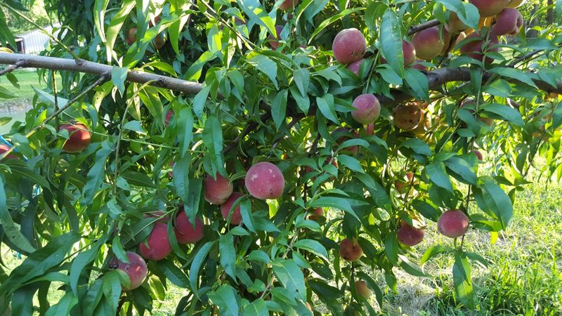 Don't Let Peaches Grow Shoulder To Shoulder