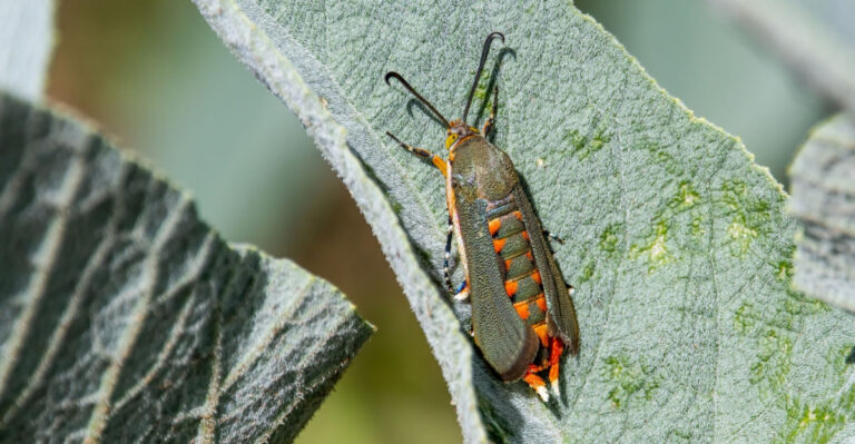 Don’t Let Squash Vine Borers Win In Virginia This Season, And Watch For These Warning Signs