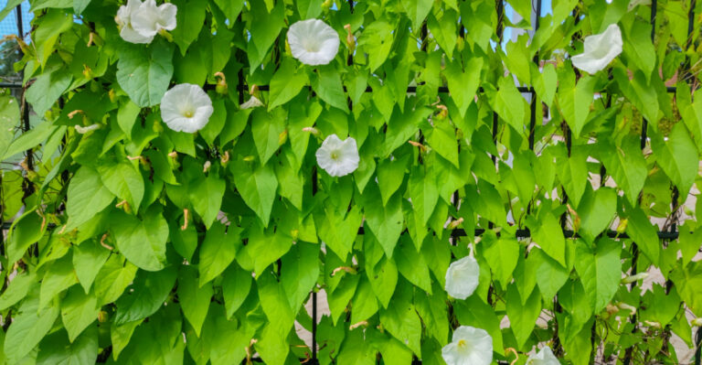 Don’t Let These Invasive Vines Take Over Your Oregon Yard This Summer