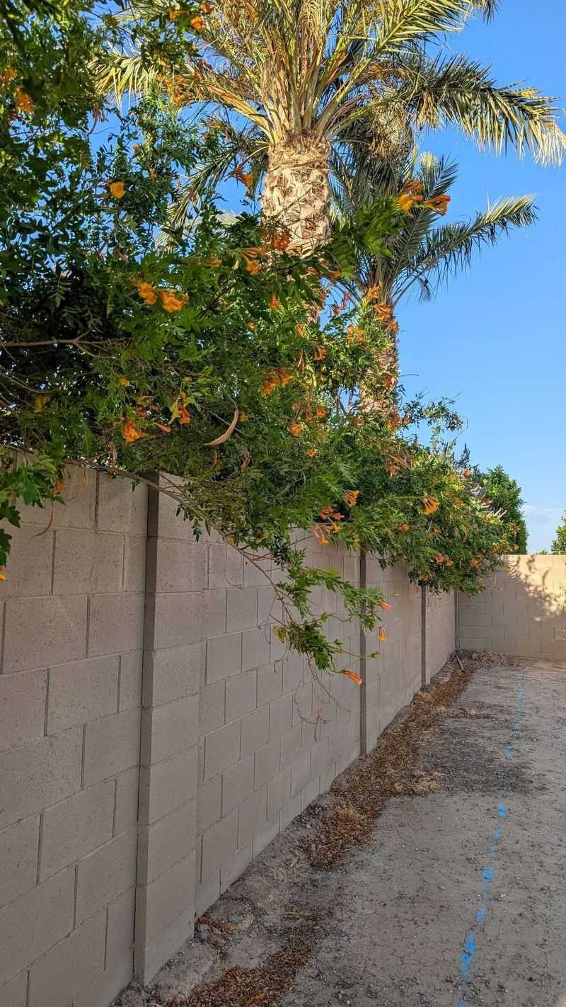 Don't Let Your Living Wall Invade Next Door