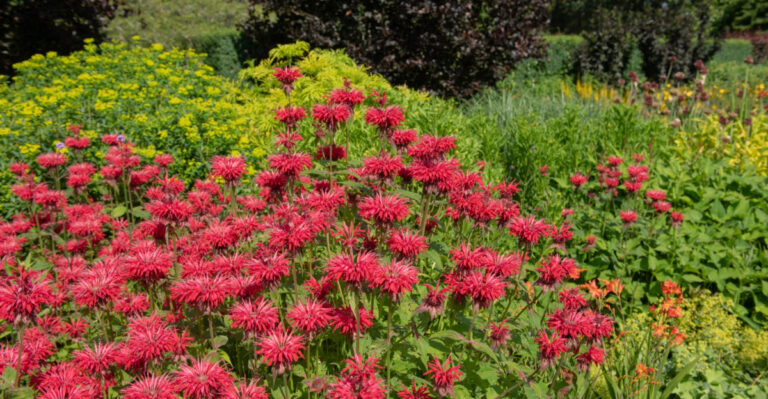 Don’t Miss Your Window To Divide These Virginia Plants Before May Ends