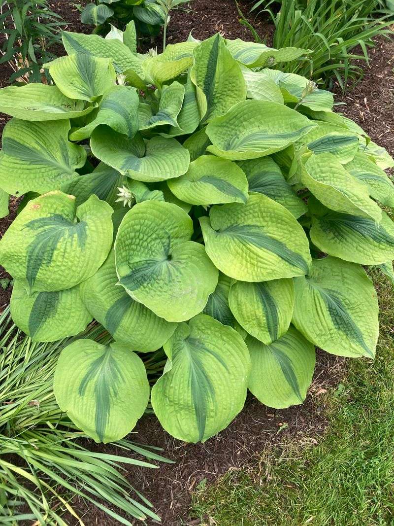 Hostas
