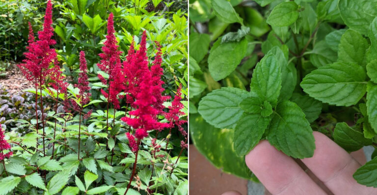 Don’t Plant These Near Lavender In Oregon Gardens
