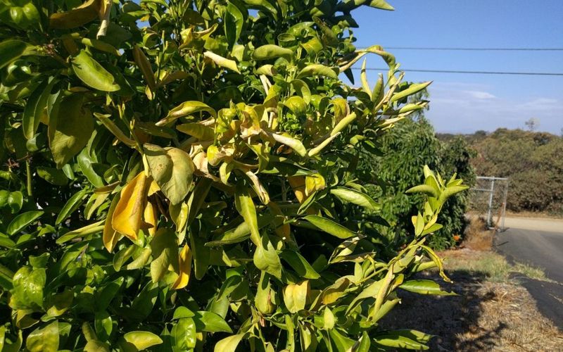 Don't Prune In A Heat Wave