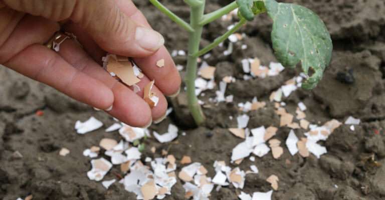 Don’t Throw Away Eggshells If You Grow These 12 Oregon Plants