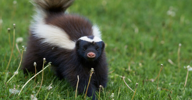 Don’t Wait For The Smell To Know A Skunk Is Claiming Your Illinois Yard