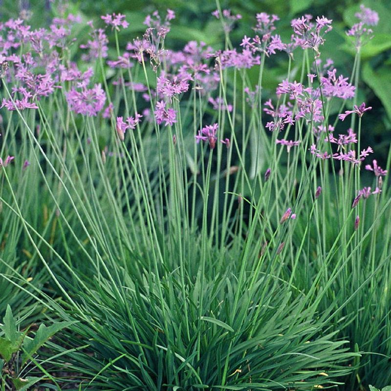 Dormant Plants Wake Up Slowly In Spring