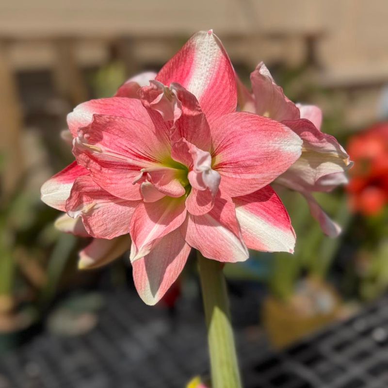 Double Amaryllis (Hippeastrum Double Hybrids)
