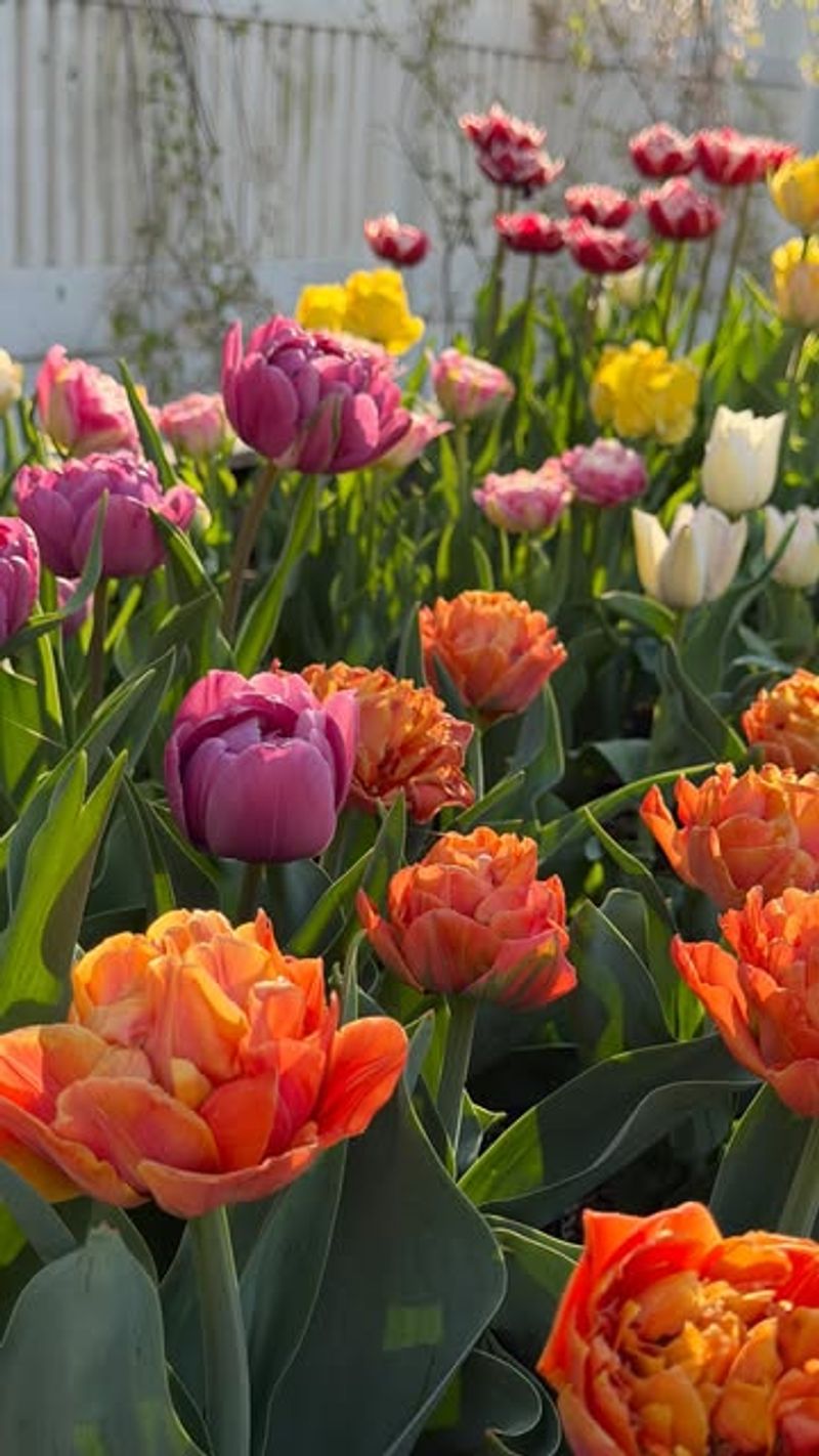 Double Late Tulips (Tulipa Double Late Hybrids)