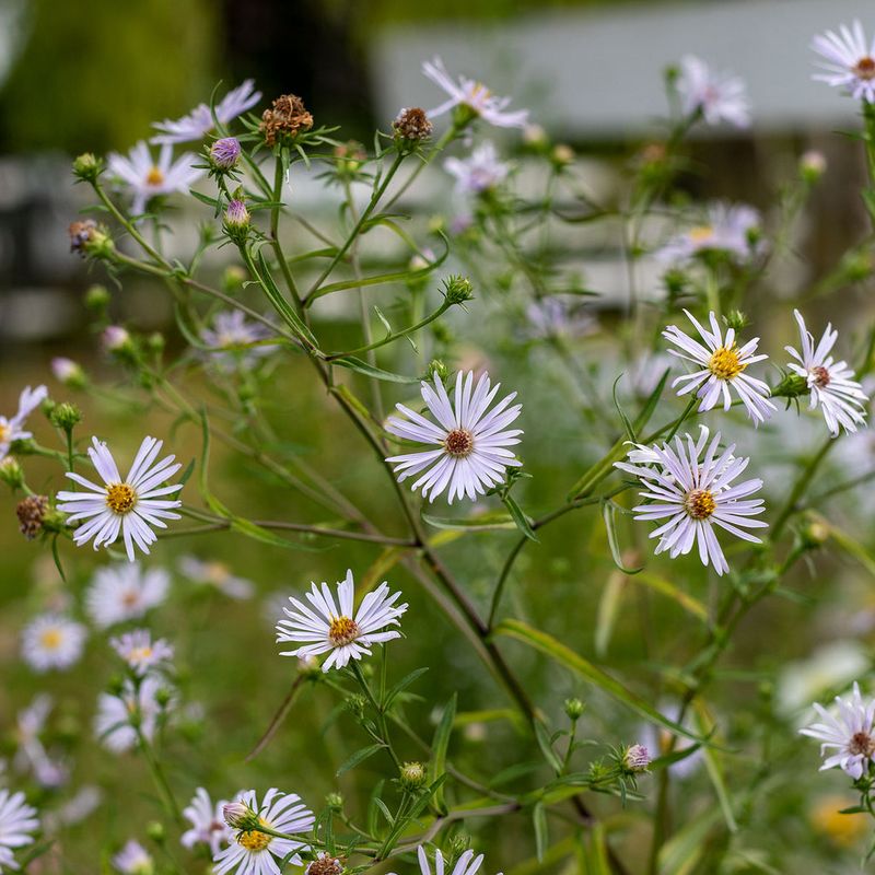 Douglas Aster
