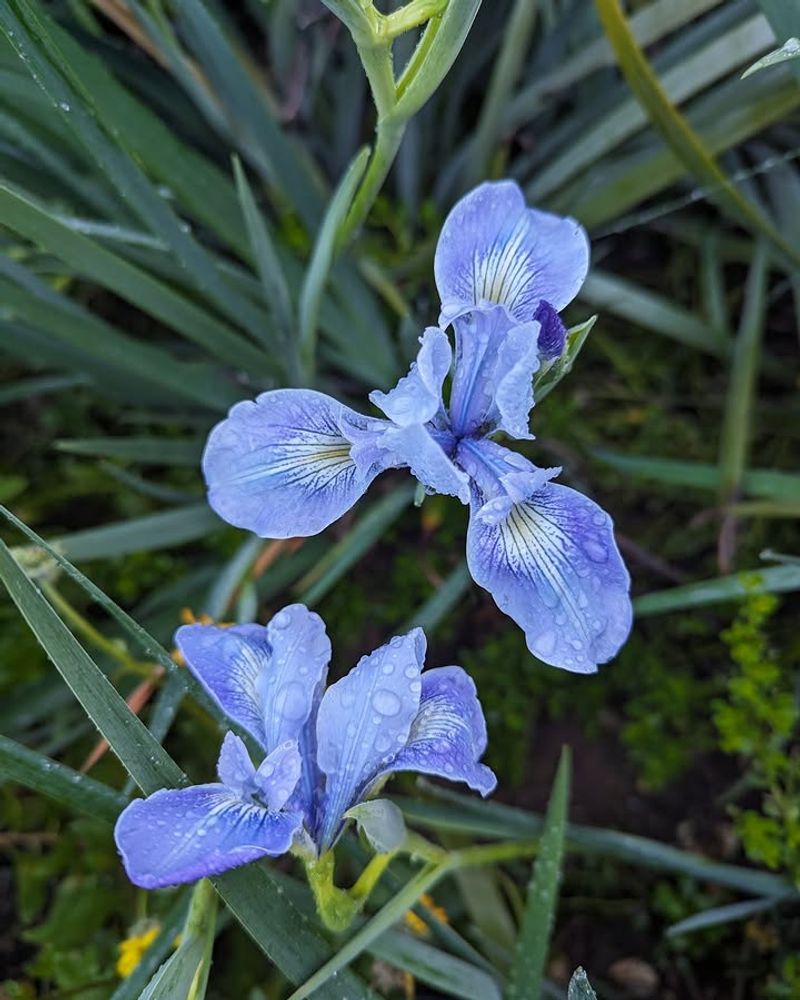 Douglas Iris