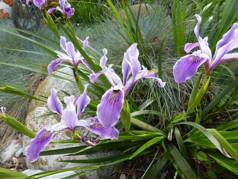 Douglas Iris Adds Structure Around Rain Gardens