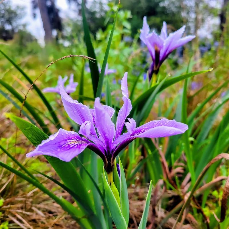 Douglas Iris Adds Structure Without Getting Huge