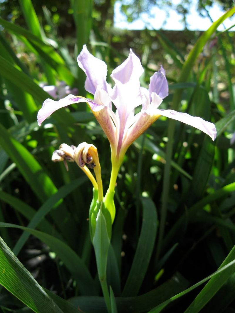 Douglas Iris