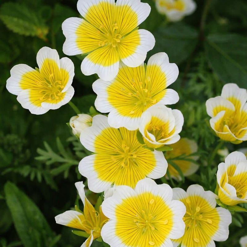 Douglas Meadowfoam