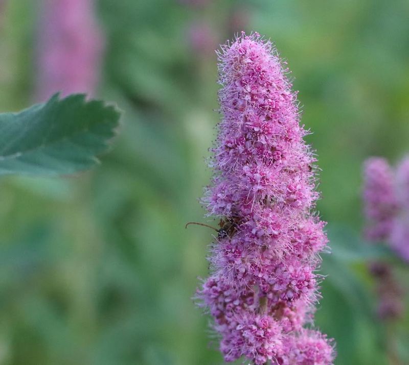 Douglas Spirea