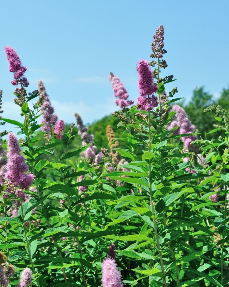 Douglas Spirea
