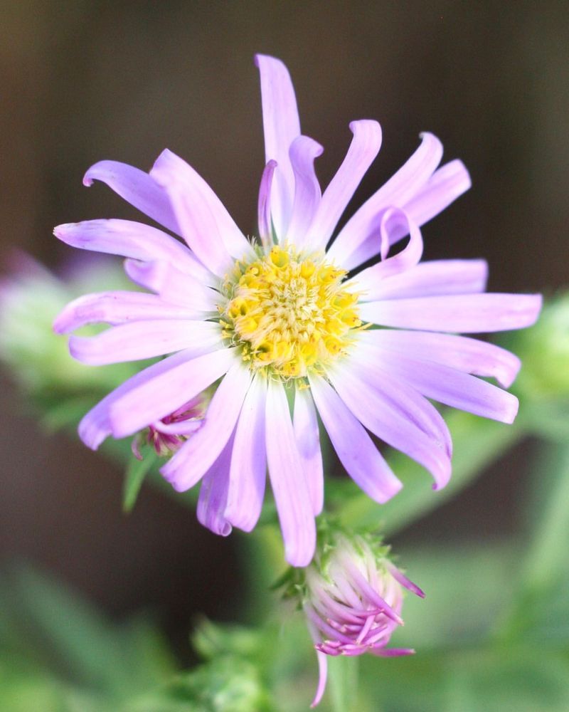 Douglas's Aster