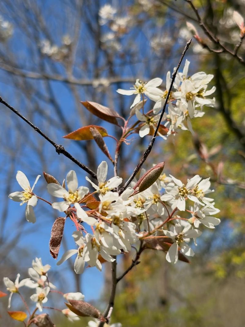 Downy Serviceberry (Amelanchier Arborea) Downy Serviceberry (Amelanchier Arborea)