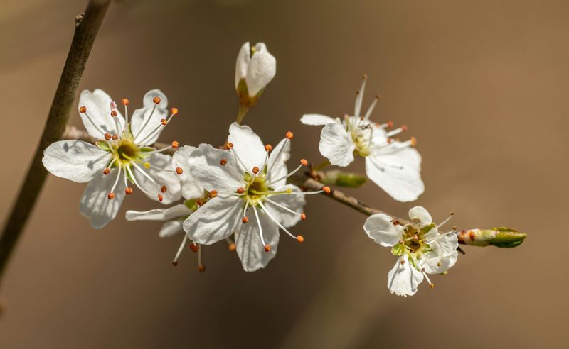 Downy Serviceberry