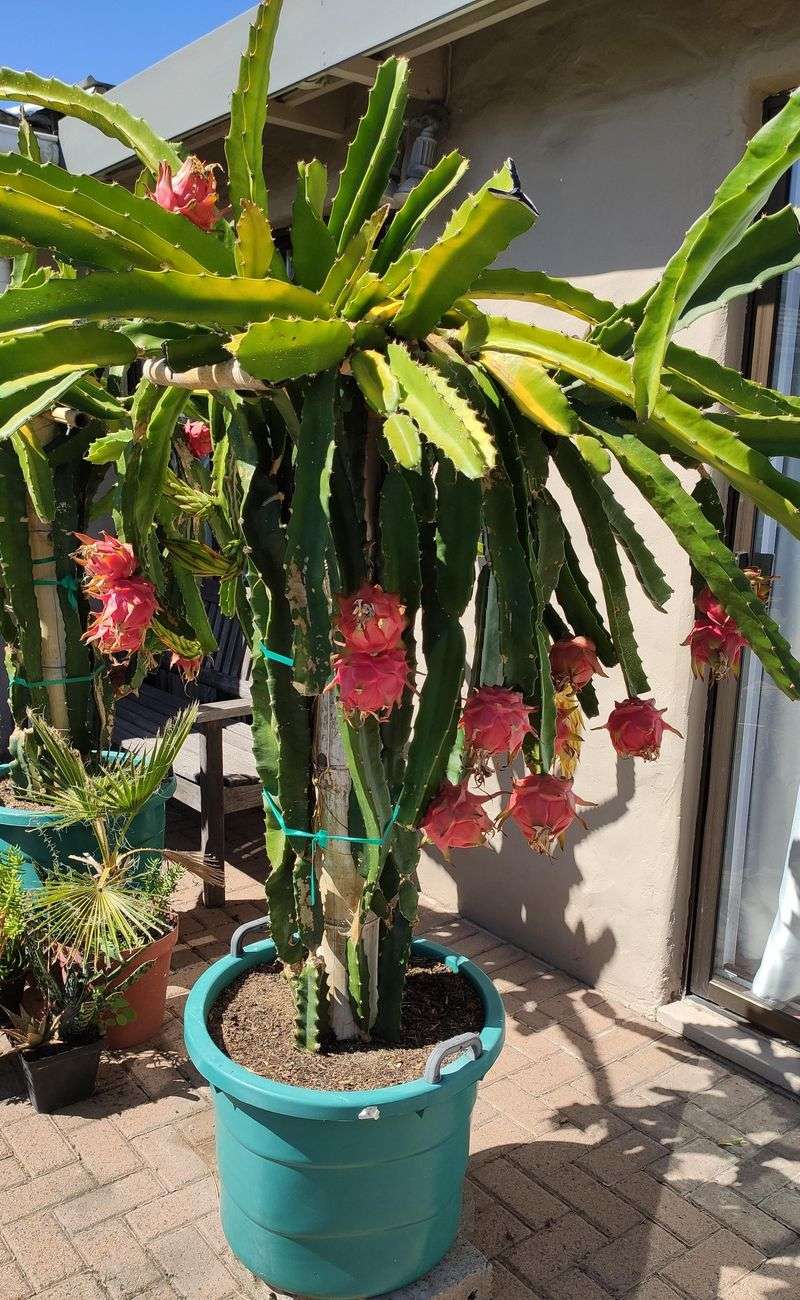 Dragon Fruit Grows Best In Protected Sunny Areas