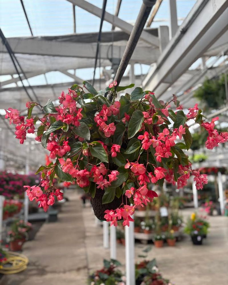 Dragon Wing Begonias Handle Summer Humidity Beautifully