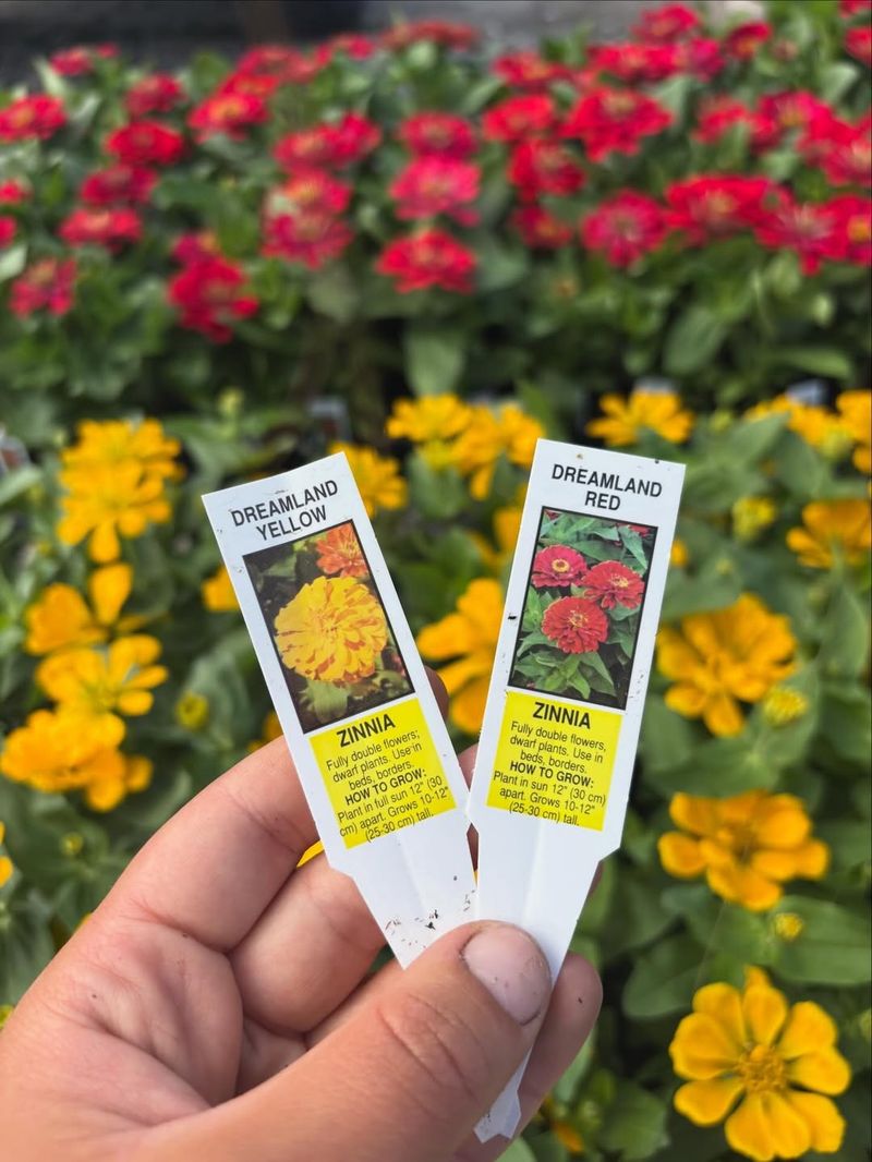 Dreamland Zinnias Keep Containers Compact And Colorful Dreamland Zinnias Keep Containers Compact And Colorful