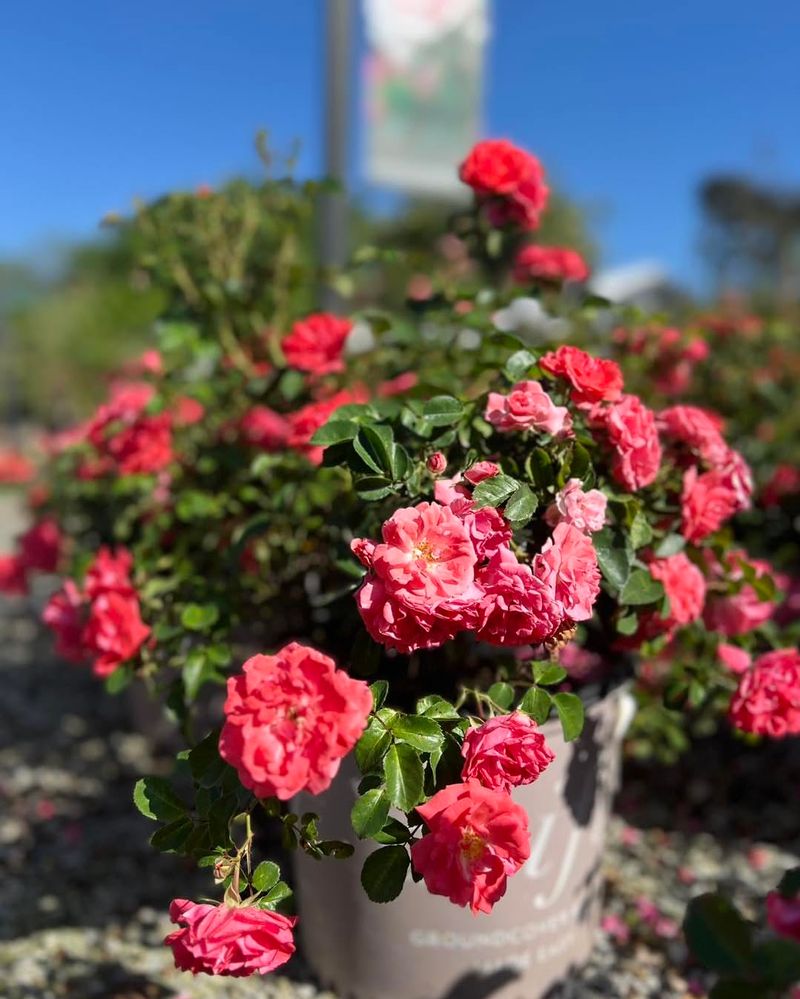 Drift Rose