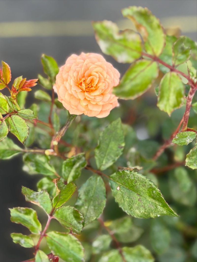 Drift Rose 