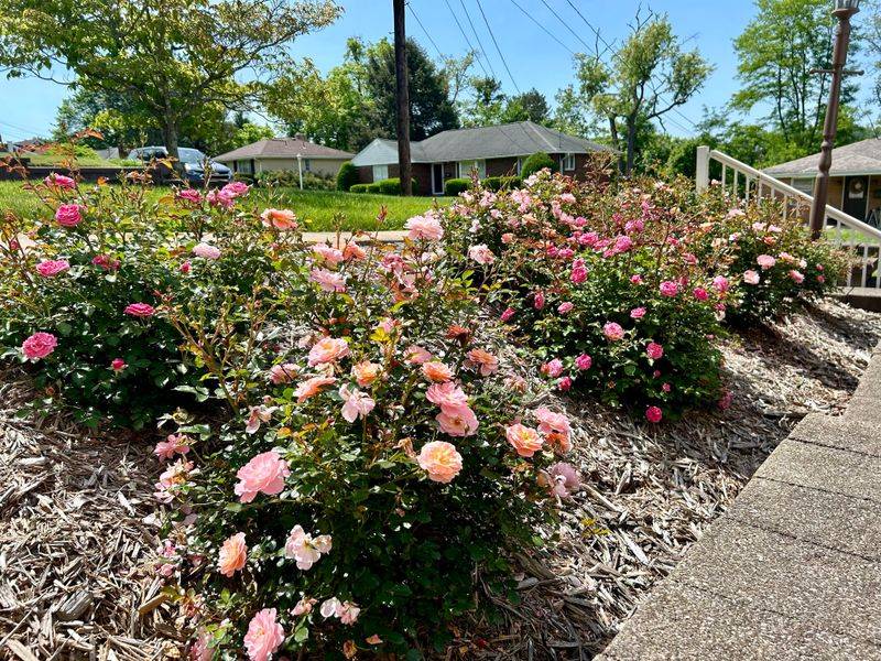Drift Roses Offer A Smaller Rose Option