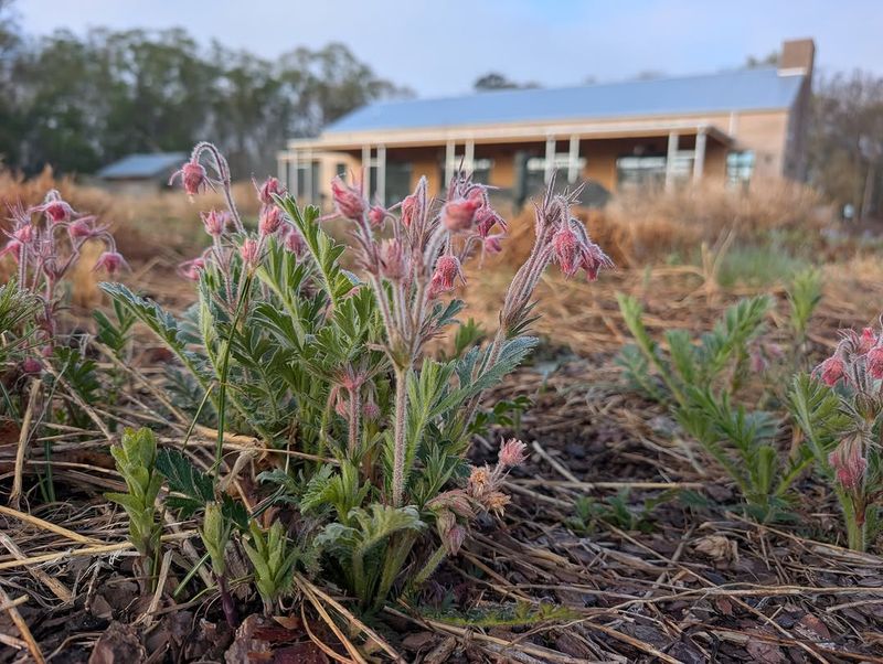 Drought Does Not Slow This Plant Down