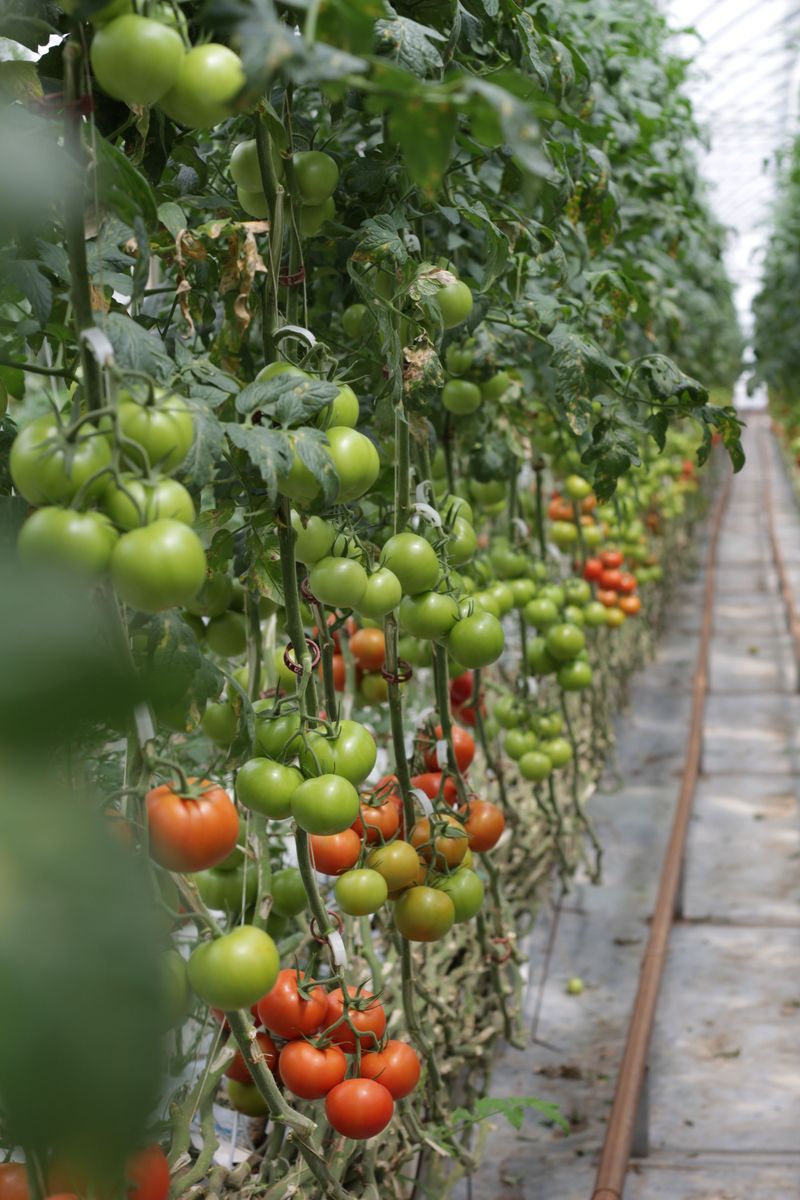 Drought Stress Reduces Fruit Size And Flavor Drought Stress Reduces Fruit Size And Flavor