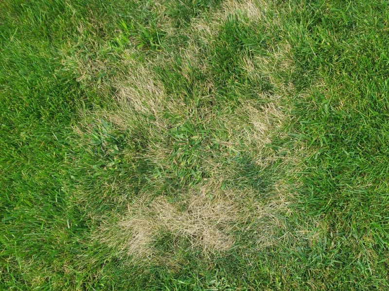 Drought Stress Usually Improves Faster In Shaded Lawn Areas