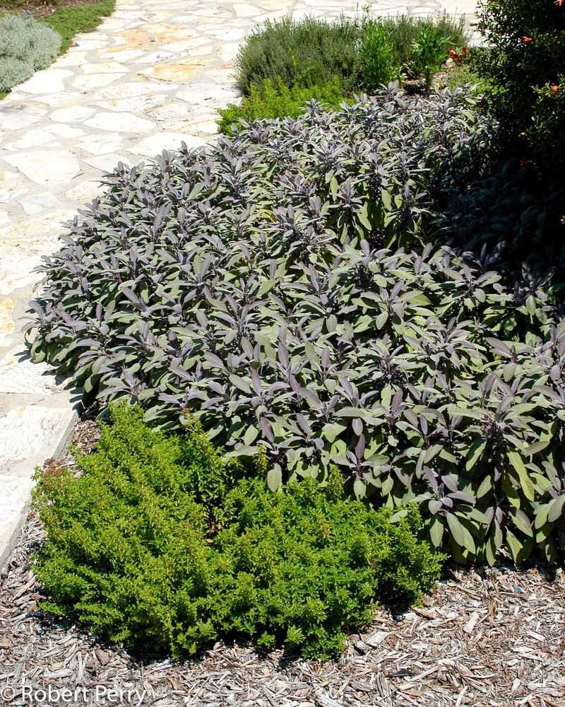 Drought-Tolerant After Establishment