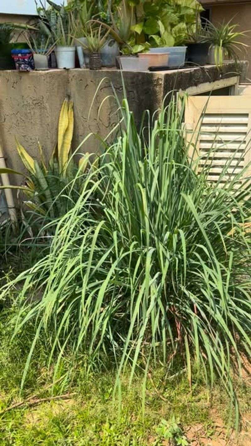 Drought-Tolerant Lemongrass Handles The Heat