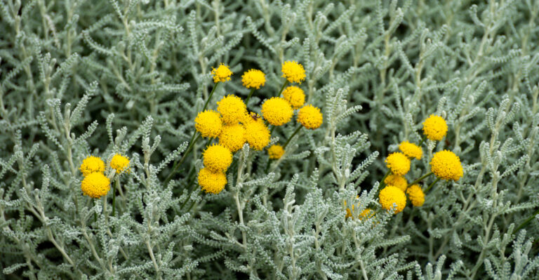 Drought-Tolerant Perennials That Outperform Traditional Garden Flowers In California