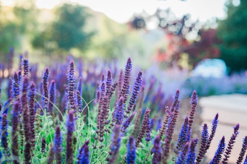 Drought-Tolerant Plants Offer More Flexibility