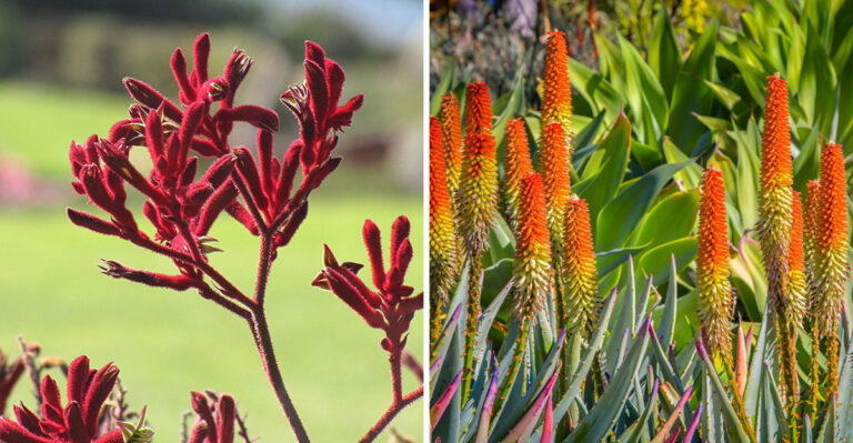 Drought-Tolerant Plants That Bring A High-End Look To California Yards
