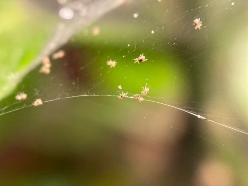 Dry Heat Helps Spider Mites Spread Fast