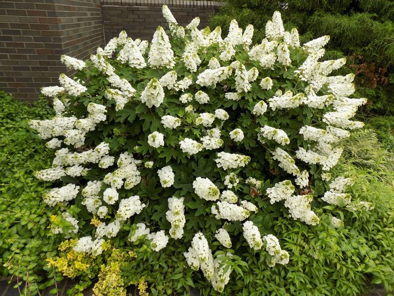 Dry Or Damaged Stems Can Be Removed Without Hurting Blooms