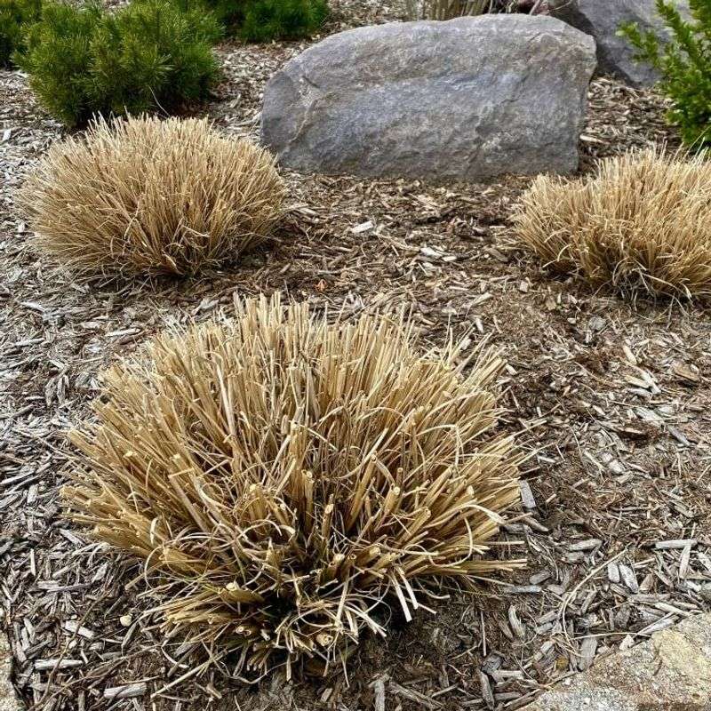 Dry Ornamental Grasses Should Be Cut Back