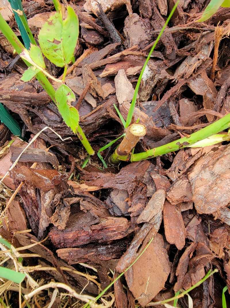 Dry Rose Canes And Leaf Litter Should Be Cleared