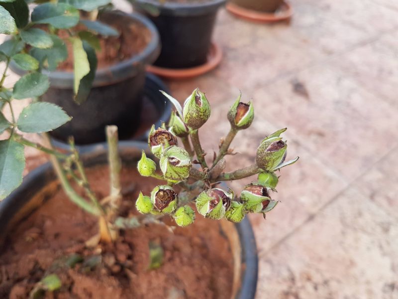 Dry Soil