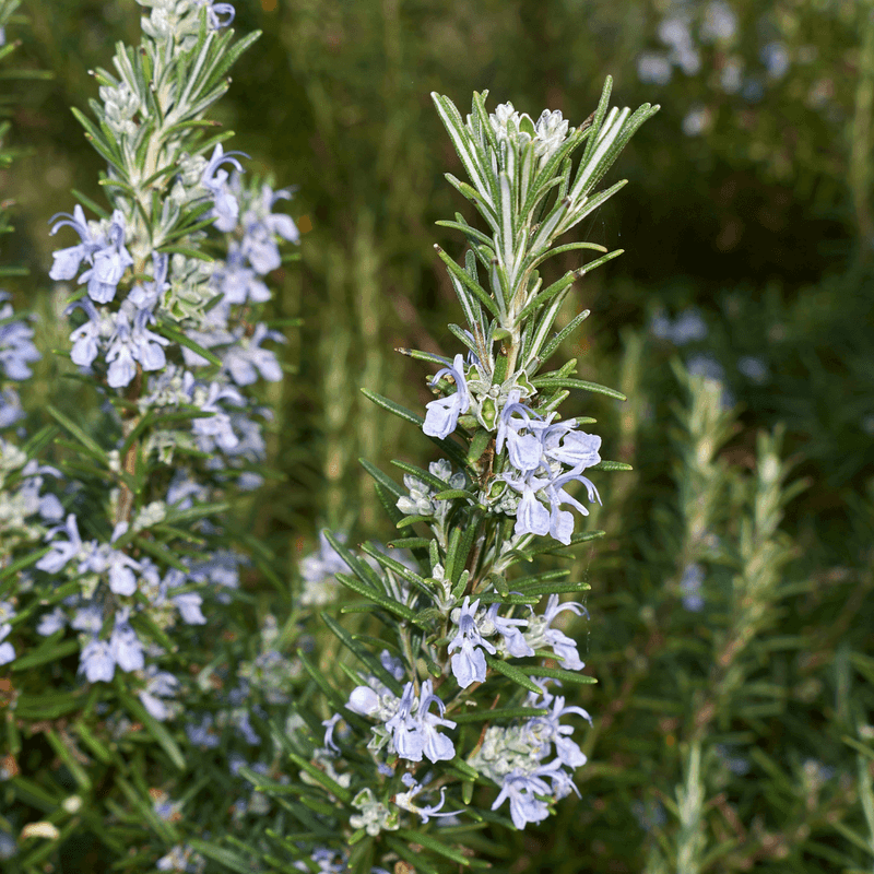 Dry Soil Along Fences Rarely Slows Rosemary Down