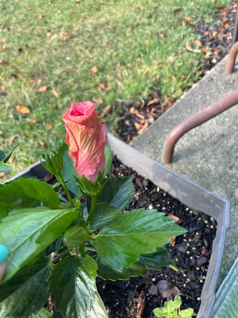 Dry Soil Can Make Buds Drop Fast