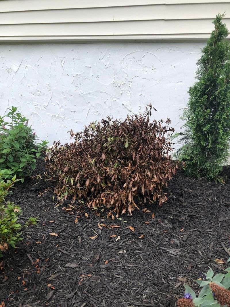 Dry Soil Makes Buds And Leaves Drop